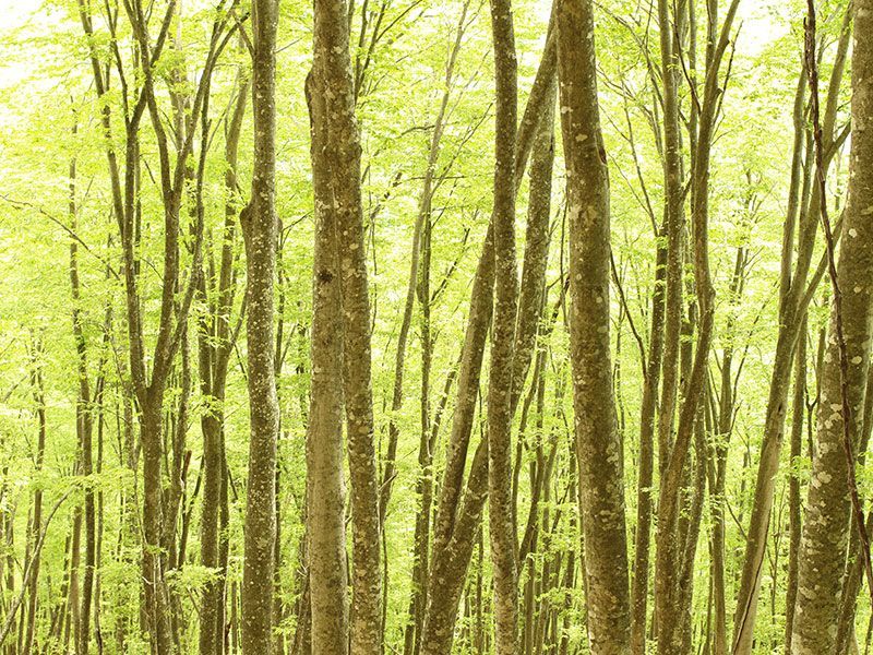 烏帽子岳の樹齢100年を超える天然林