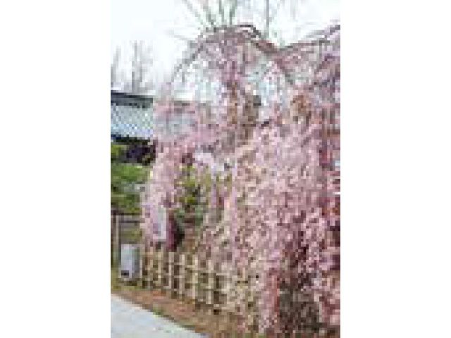 西光寺のしだれ桜（町指定天然記念物）