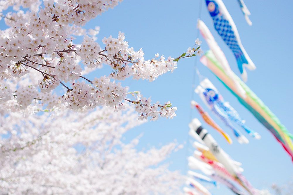 写真：愛宕公園の桜と鯉のぼり