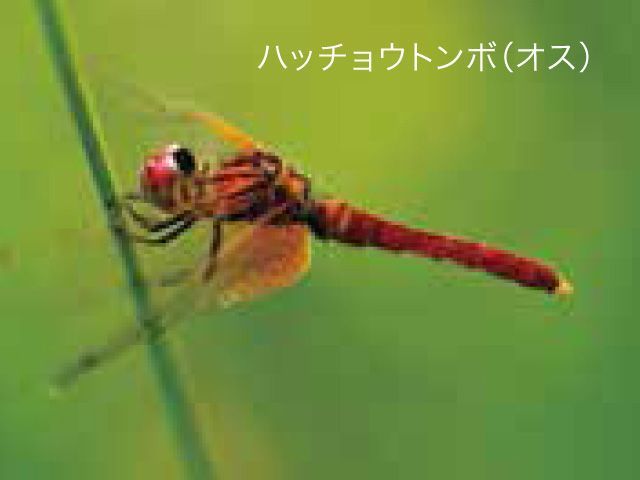 ハッチョウトンボ生息地 (まかど温泉スキー場)